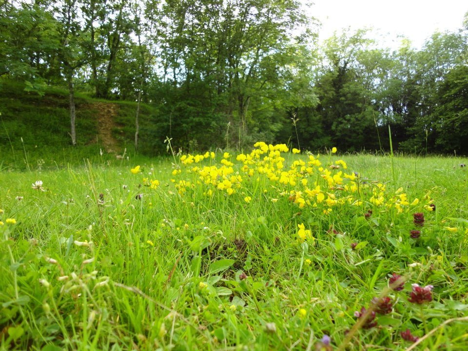 The field at Chedworth Farm 1